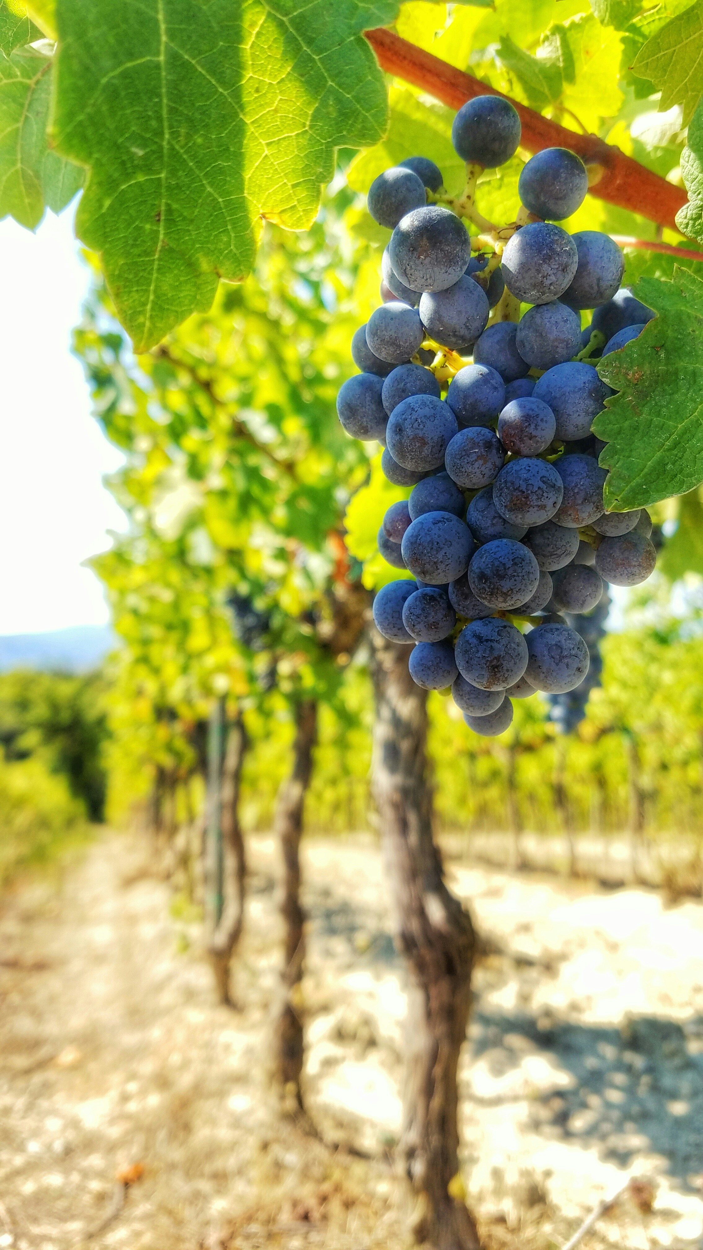 Monastrell grapes ripening on the vine, reflecting the wine culture of Bullas, Jumilla and Yecla in the Region of Murcia.